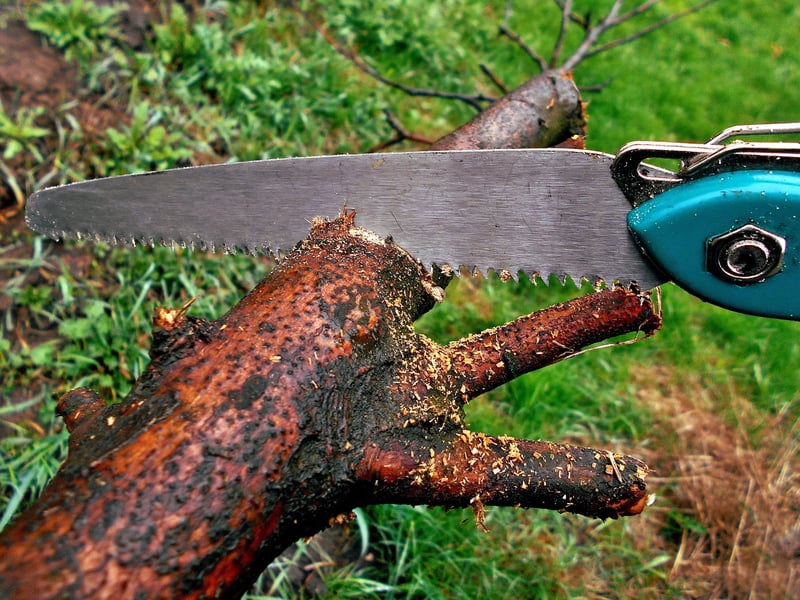 Spring Pruning