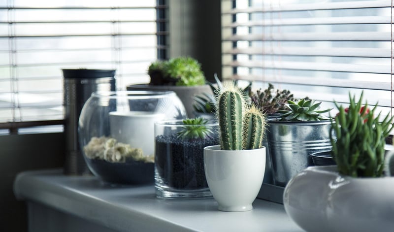 Succulent Frames